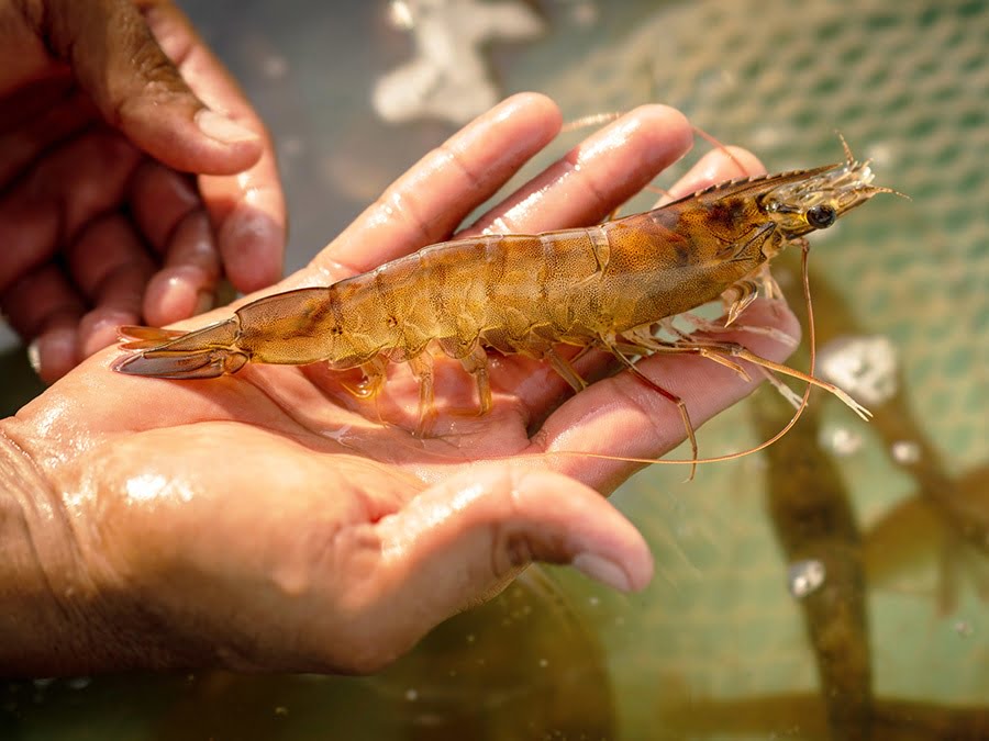 Bệnh phân trắng, benh phan trang, benh phan trang tren tom, bệnh phân trắng trên tôm, bệnh phân trắng ở tôm, benh phan trang o tom