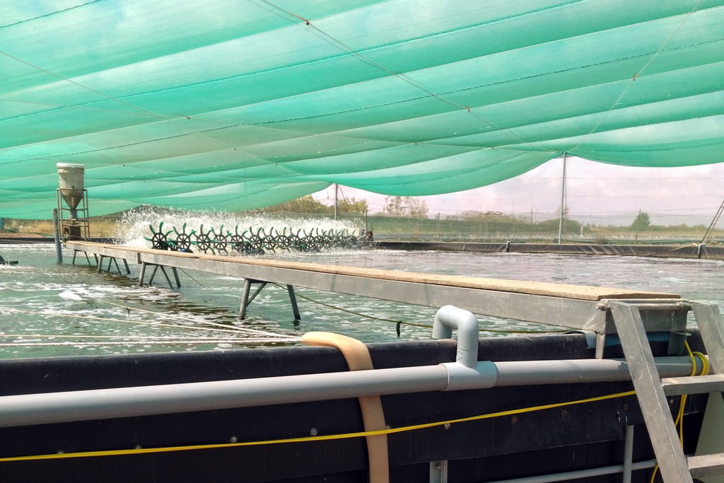 Nuôi tôm quảng canh cải tiến 2 giai đoạn, nuoi tom wuang canh cai tien 2 giai doan, nuôi tôm cải tiến, nuôi tôm quảng canh cải tiến, nuoi tom cai tien, nuoi tom quang canh cai tien, nuôi tôm 2 giai đoạn, nuoi tom 2 giai doan