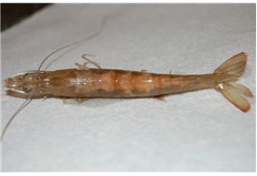 Sai lầm trong nuôi tôm thẻ chân trắng, sai lam trong nuoi tom the chan trang, sai lầm kỹ thuật trong nuôi tôm thẻ chân trắng, sai lam ky thuat trong nuoi tom the chan trang