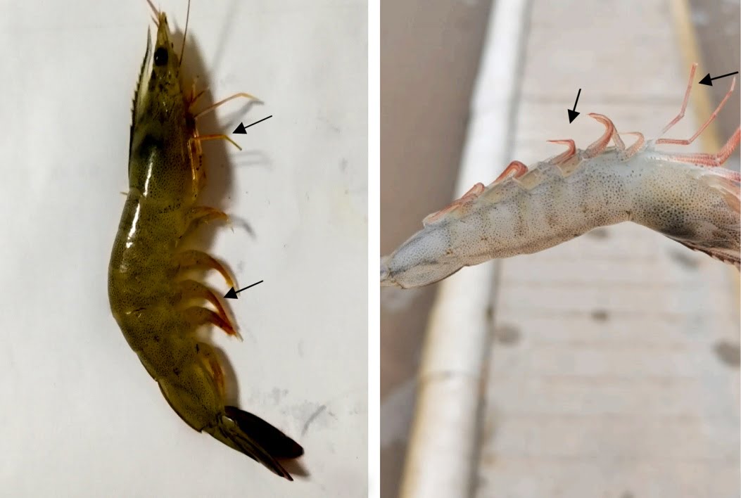 benh do chan tren tom the, bệnh đỏ chân trên tôm thẻ, bệnh đỏ chân tôm thẻ, benh do chan tom the,