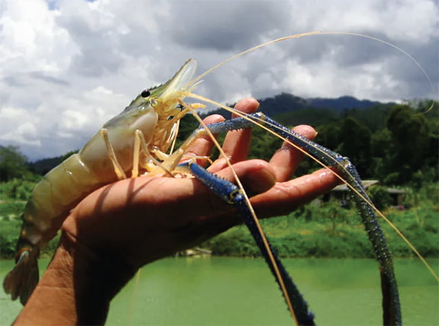 dòng tôm càng xanh mới, dong tom cang xanh moi, tôm càng xanh thái lan, tom cang xanh thai lan