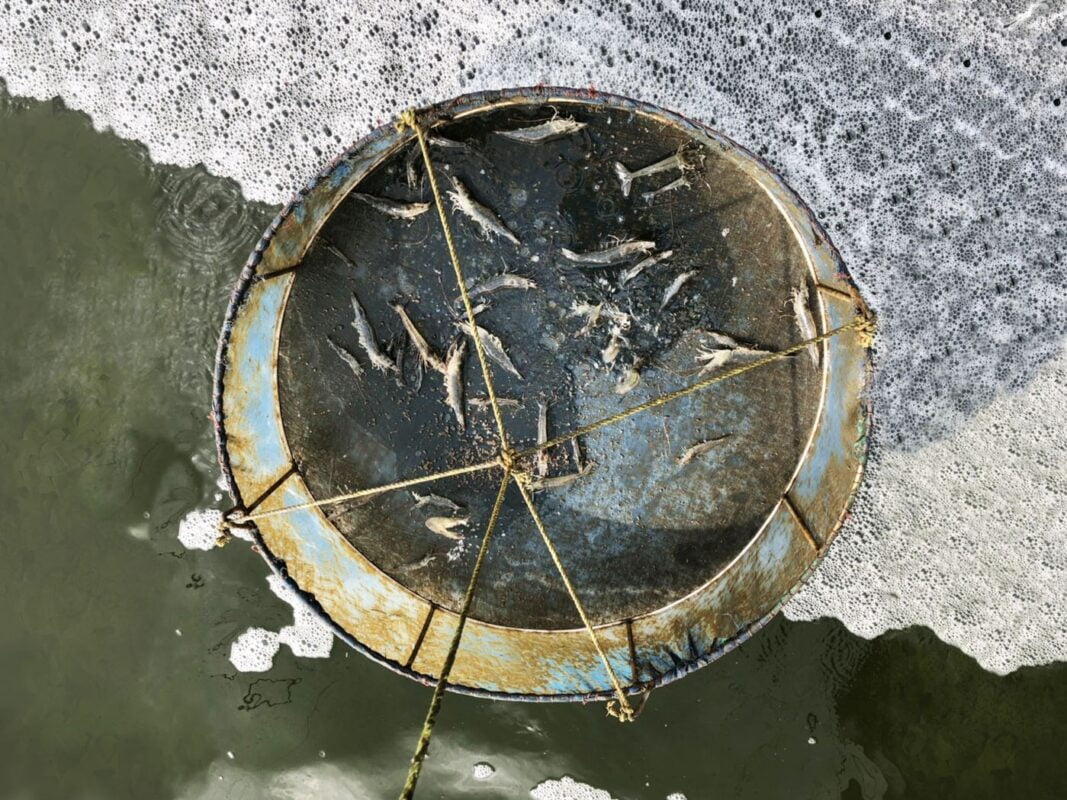 Bộ gen kháng virus bệnh phân trắng trên tôm, bo gen khang virus gay benh phan trang tren tom, benh phan trang tren tom, bệnh phân trắng trên tôm