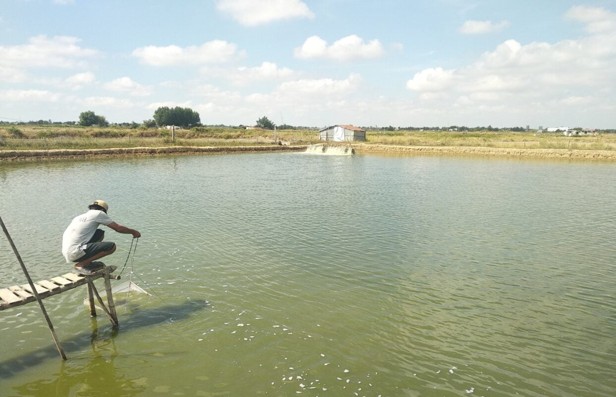 Cách xử lý khí độc ao nuôi tôm, cach xu ly khi doc ao nuoi tom, xử lý khí độc ao nuôi tôm, xu ly khi doc ao nuoi tom, xử lý khí độc ao nuôi tôm thẻ, xu ly khi doc ao nuoi tom the, xử lý khí độc ao nuôi tôm sú, xu ly khi doc ao nuoi tom su