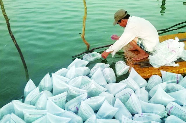 Kinh nghiệm chọn và thả tôm thẻ giống