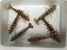 Kỹ thuật nuôi ấu trùng tôm sú giống, ky thuat nuoi au trung tom su giong, kỹ thuật nuôi ấu trùng tôm sú, ky thuat nuoi au trung tom su