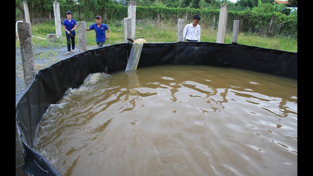 Nuôi tôm sú trên ao nổi, nuoi tom su tren ao noi, phương pháp nuôi tôm sú trên ao nổi, phuong phap nuoi tom su tren ao noi, kinh nghiệm nuôi tôm sú trên ao nổi, kinh nghiem nuoi tom su tren ao noi