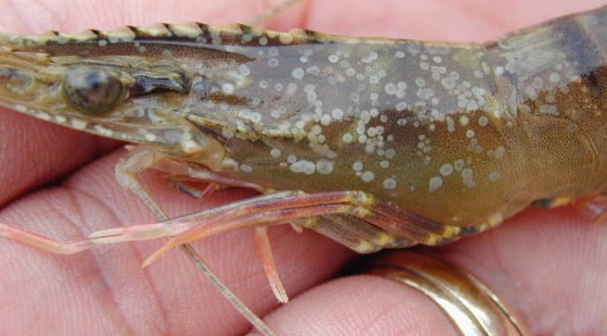 Phong benh dom trang o tom, phòng bệnh đốm trắng ở tôm, bệnh đốm trắng ở tôm, benh dom trang o tom, phòng bệnh đốm trắng ở tôm thẻ, phong banh dom trang o tom the, tri benh dom trang o tom the, trị bệnh đốm trắng ở tôm thẻ, tri benh dom trang o tom