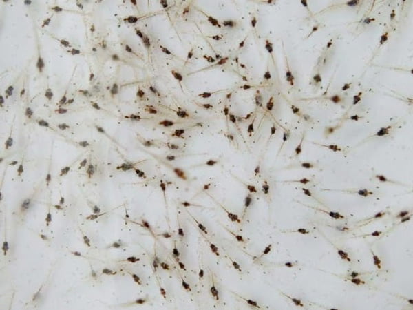 Phương pháp chọn tôm giống tốt, phuong phap chon tom giong tot, phương pháp chọn tôm giống tốt nhất, phuong phap chon tom giong tot nhat, phuong phap chon giong tom the tot, phương pháp chọn giống tôm thẻ tốt, phương pháp chọn giống tôm sú tốt, phuong phap chon giong tom su tot