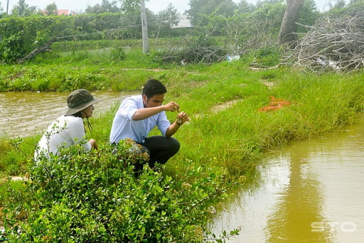 Quản lý môi trường ao nuôi tôm, Quan ly moi truong ao nuoi tom, quản lý môi trường ao nuôi tôm thẻ, quan ly moi truong ao nuoi tom the, quản lý môi trường ao nuôi tôm sú, quan ly moi truong ao nuoi tom su
