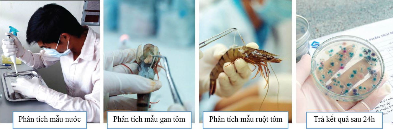 Nguyên nhân trị bệnh cho tôm kém hiệu quả, nguyen nhan tri benh cho tom kem hieu qua, trị bệnh cho tôm kém hiệu quả, tri benh cho tom kem hieu qua