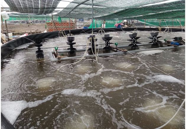 Nồng độ Oxi và CO2 ao nuôi tôm, nong do oxi va co2 ao nuoi tom, nồng độ oxi ao nuôi tôm, nồng độ co2 ao nuôi tôm, nong do oxi ao nuoi tom, nong do co2 ao nuoi tom