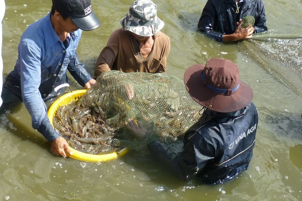 Mô hình khởi nghiệp nuôi tôm, khoi nghiep nuoi tom, mo hinh khoi nghiep nuoi tom, khoi nghiep nuoi tom su, du an khoi nghiep nuoi tom su, du an khoi nghiep nuoi tom