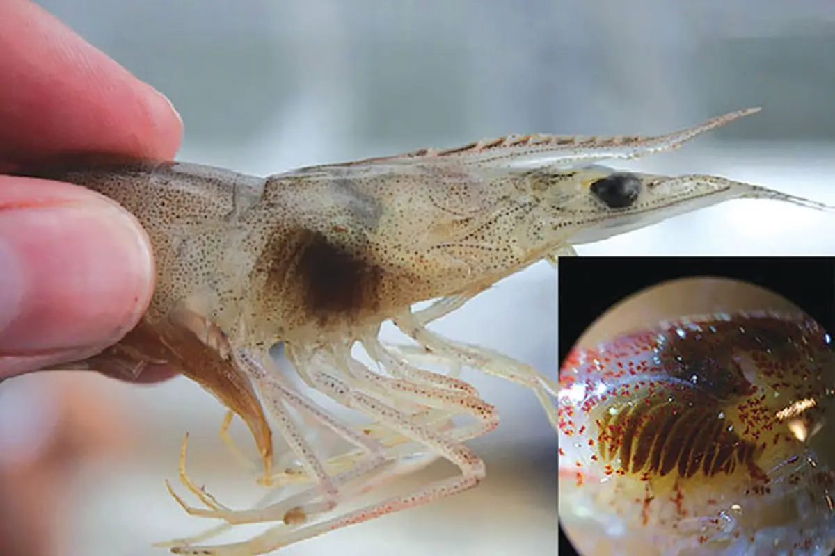 tom-benh-7_1724812399