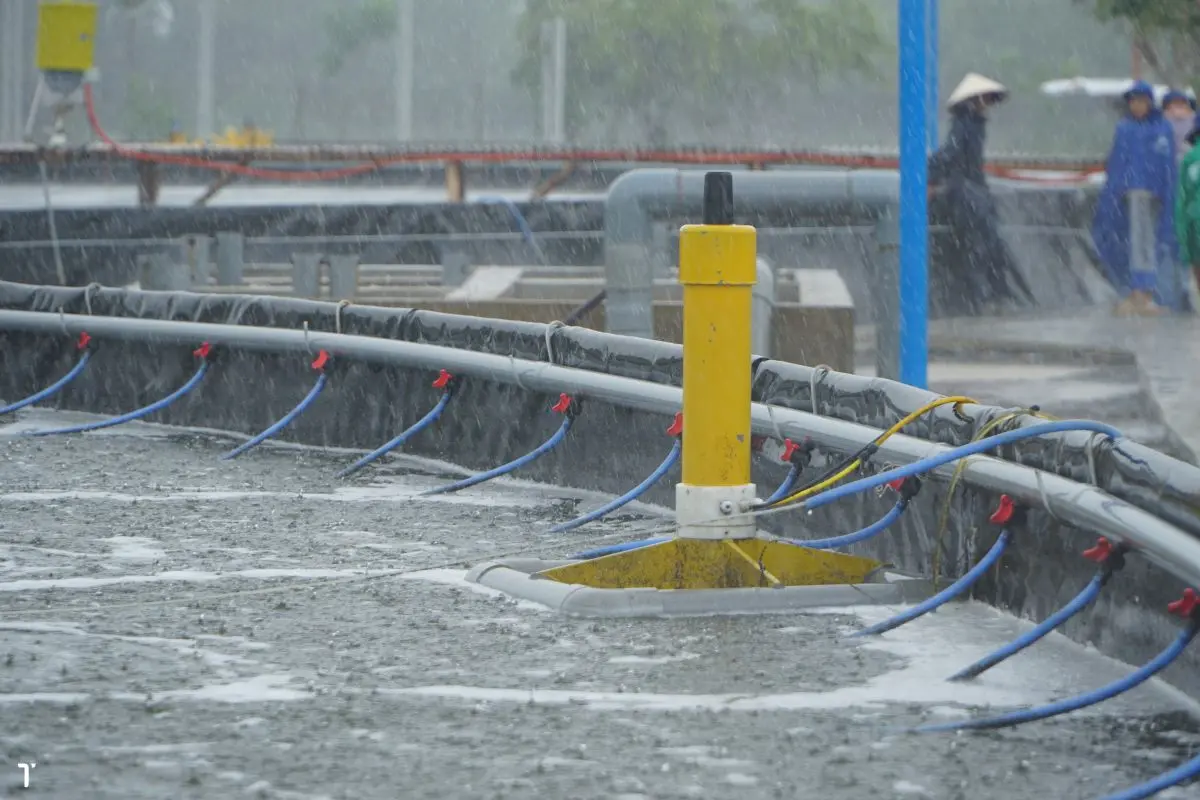 ao-nuoi-4_1726110240