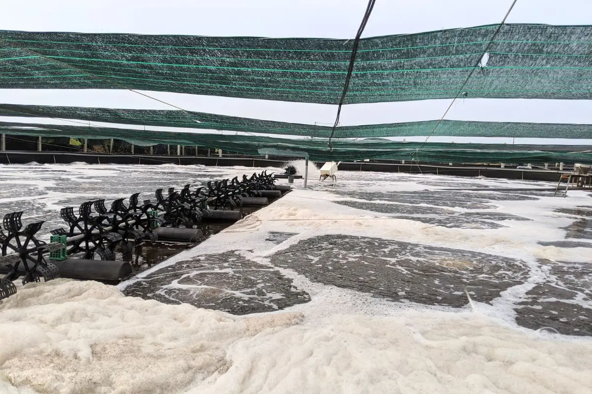 bot-ao-tom_1725196025