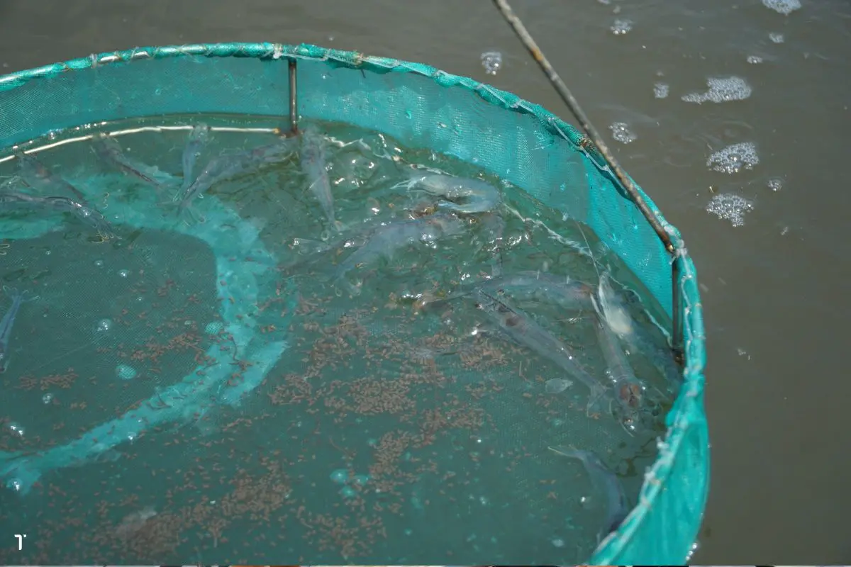 nha-tom-16_1726628523