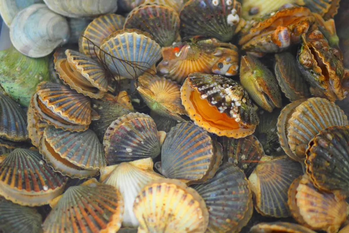 so-diep-2_1727061493