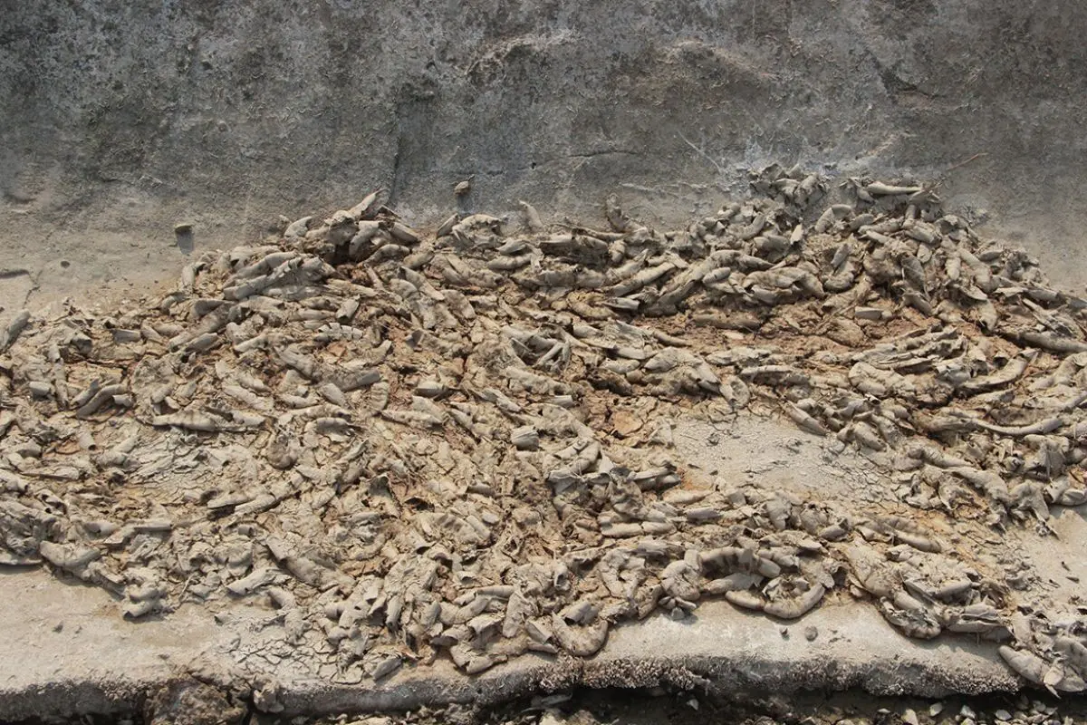 tom-rot-day_1716176183