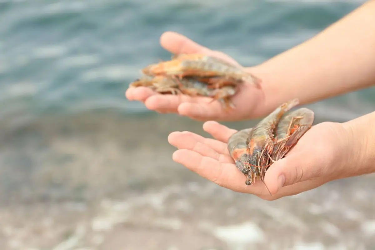 tom-the-5_1708316235